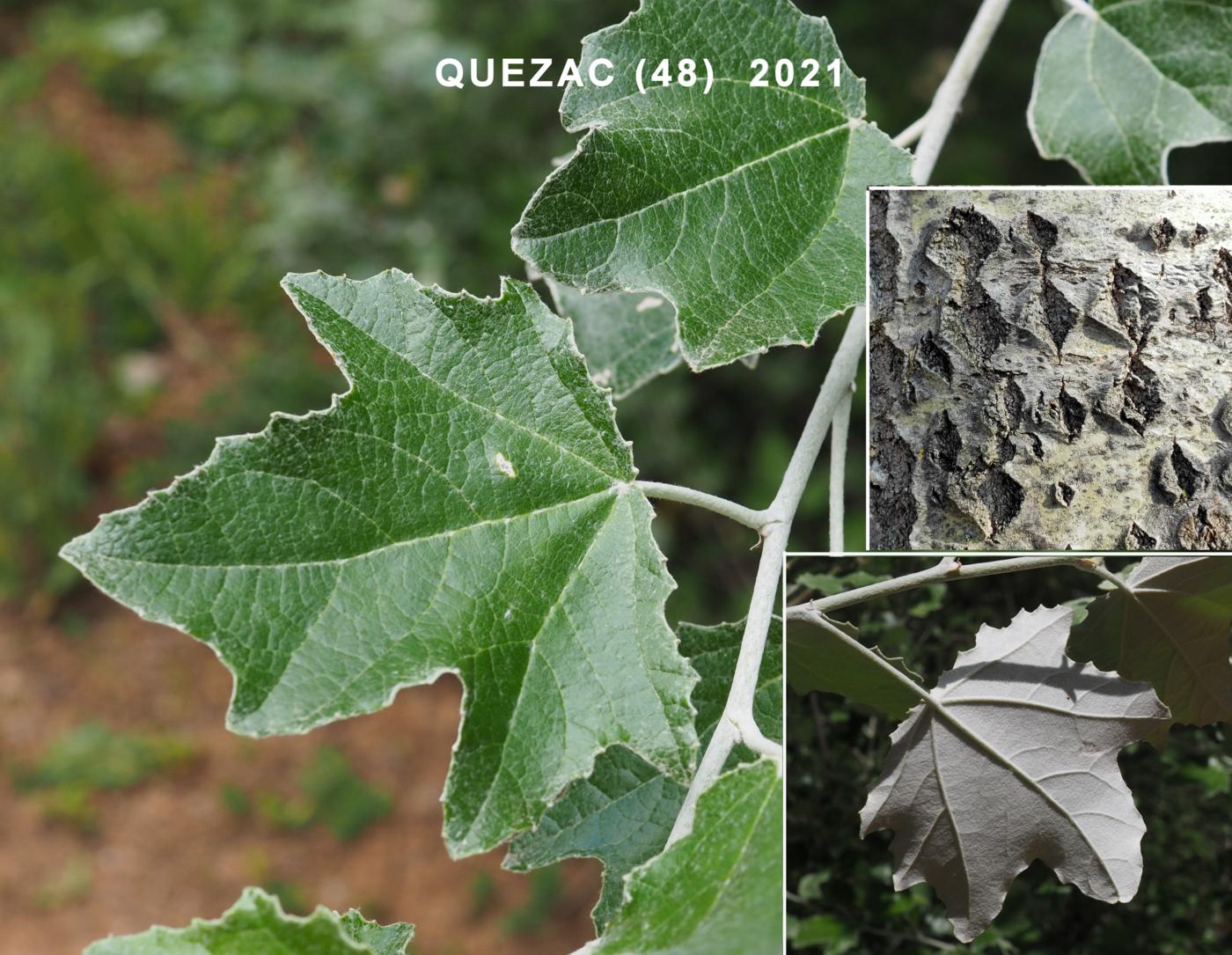 Poplar, White leaf